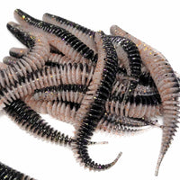 Midnight Ghost 3" Ribbed Worm (15pk)